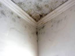 Trusted Boulevard Gardens, FL Mold Removal & Remediation Experts